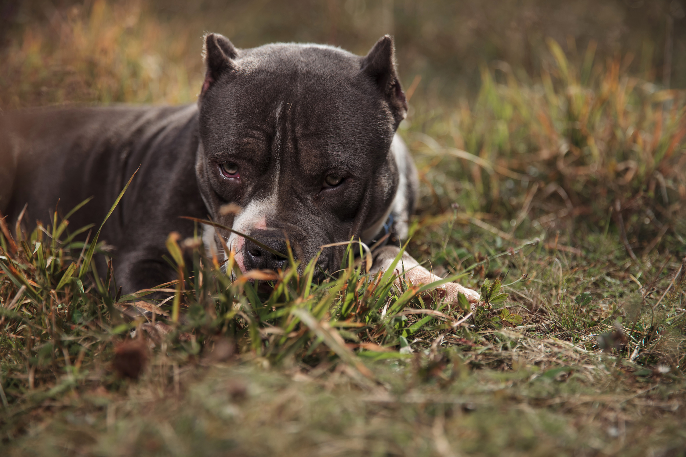 American Bully feeling guilty and looking forward