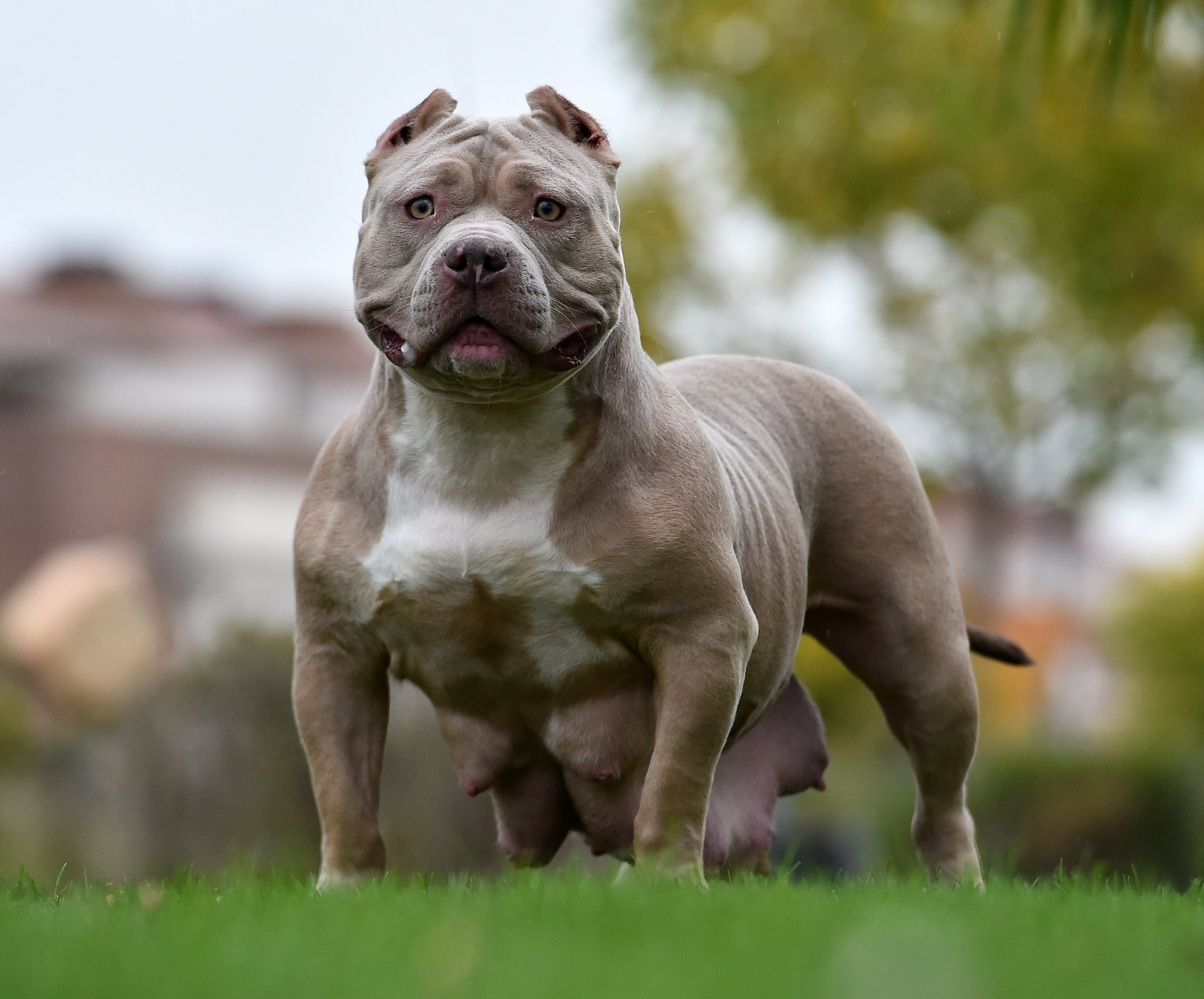 American bully